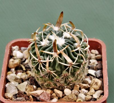 echinofossulocactus-sp