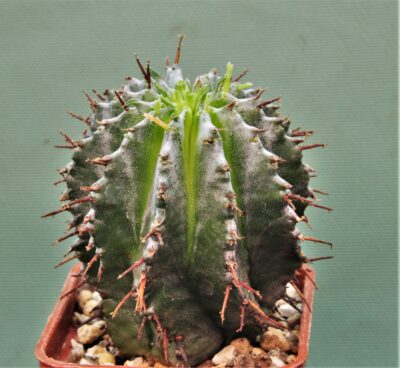 euphorbia-horrida-v.-major-ex-j.-busek