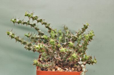 euphorbia-lenewtonii-nw-farkwa-tanzania-2