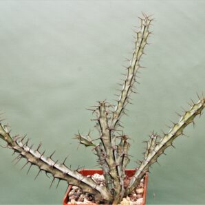 euphorbia-sp.-nova-aff.-greemway
