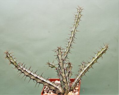 euphorbia-sp.-nova-aff.-greemway