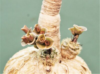 euphorbia-subapoda-madagascar. - Зображення 2
