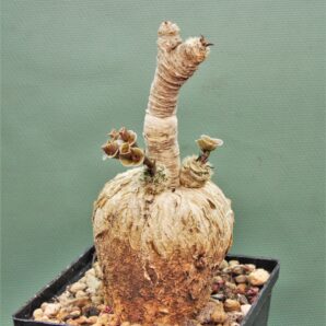 euphorbia-subapoda-madagascar.