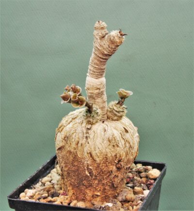 euphorbia-subapoda-madagascar.