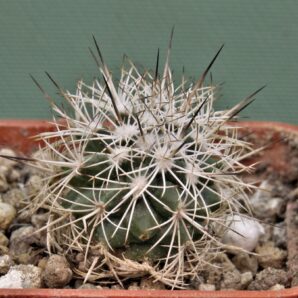 gymnocactus-horripilus