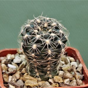 gymnocalycium-calochlorum.