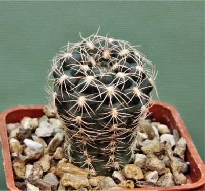 gymnocalycium-calochlorum.