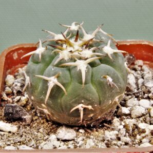 gymnocalycium-spegazzinii-f.-unguispinus-sl44b-1