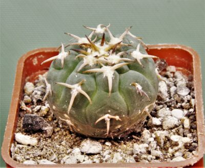 gymnocalycium-spegazzinii-f.-unguispinus-sl44b-1