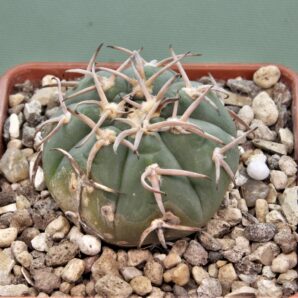 gymnocalycium-spegazzinii-f.-unguispinus-sl44b