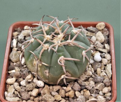 gymnocalycium-spegazzinii-f.-unguispinus-sl44b