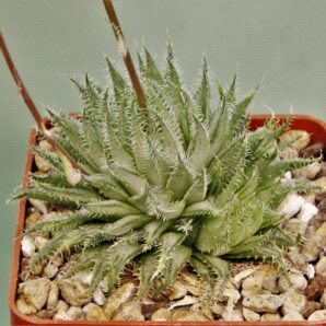 haworthia-arachnoidea-1