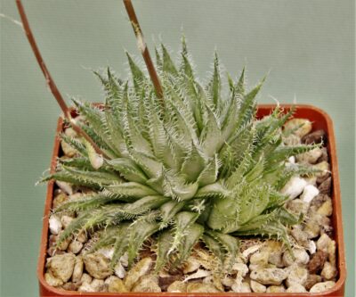 haworthia-arachnoidea-1
