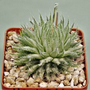 haworthia-arachnoidea-2