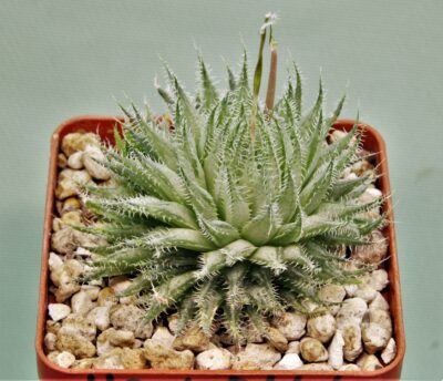 haworthia-arachnoidea-2
