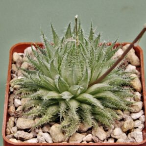 haworthia-arachnoidea-3.