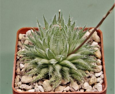 haworthia-arachnoidea-3.