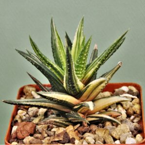 haworthia-attenuata-f.-variegata