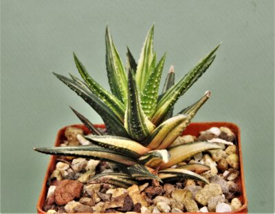 haworthia-attenuata-f.-variegata