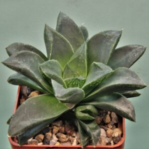 haworthia-cymbiformis