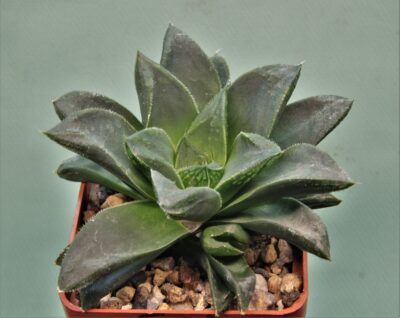 haworthia-cymbiformis