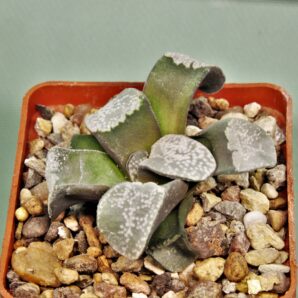 haworthia-groenewaldii
