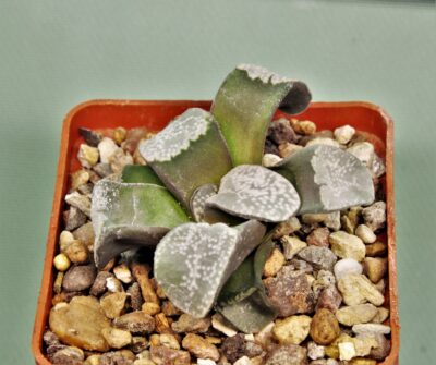 haworthia-groenewaldii