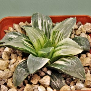 haworthia-hidelbergensis-variegata-1