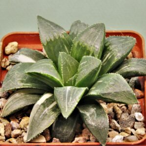 haworthia-hidelbergensis-variegata-2