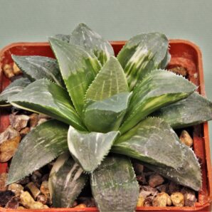 haworthia-hidelbergensis-variegata-3