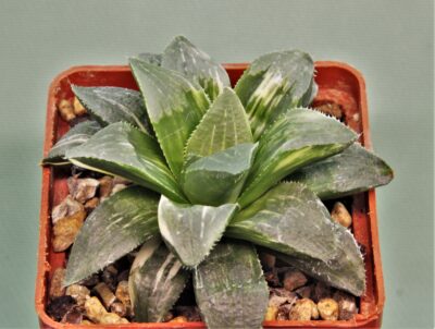 haworthia-hidelbergensis-variegata-3