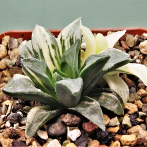 haworthia-hidelbergensis-variegata-4