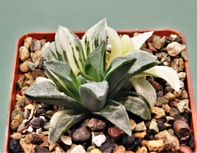 haworthia-hidelbergensis-variegata-4