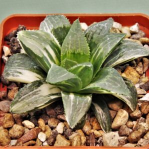 haworthia-hidelbergensis-variegata-5