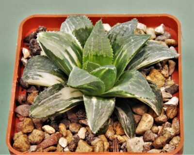 haworthia-hidelbergensis-variegata-5