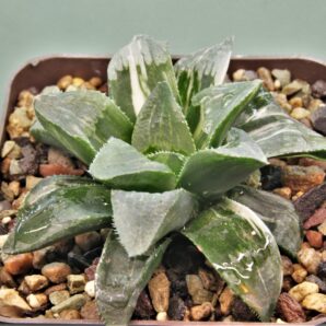haworthia-ji-shonjin-variegata-1
