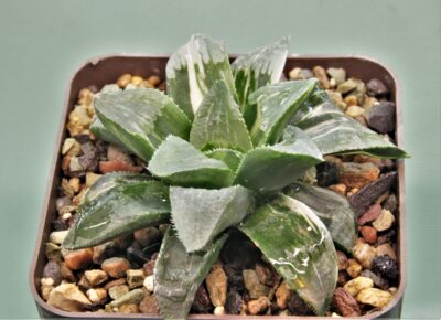 haworthia-ji-shonjin-variegata-1