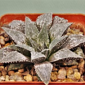 haworthia-magnifica-v.-major-hatsushimo