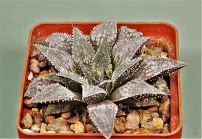 haworthia-magnifica-v.-major-hatsushimo