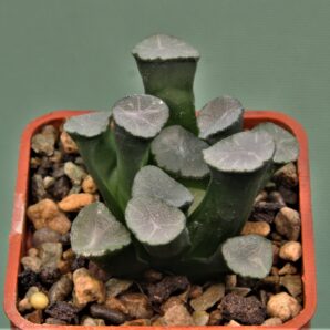 haworthia-maughanii-white-proenix