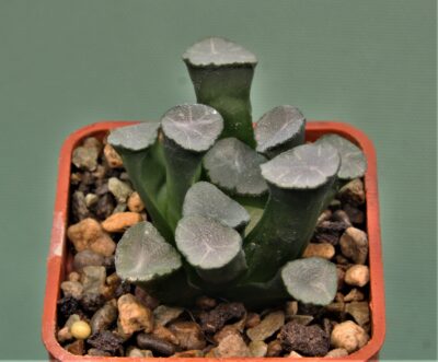 haworthia-maughanii-white-proenix