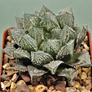 haworthia-mirror-ball-1