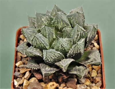 haworthia-mirror-ball-1