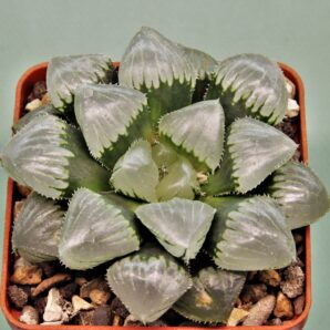 haworthia-obtusa-jellyfish
