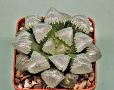 haworthia-obtusa-jellyfish