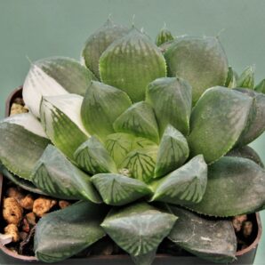 haworthia-obtusa-variegata-1