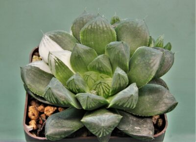 haworthia-obtusa-variegata-1