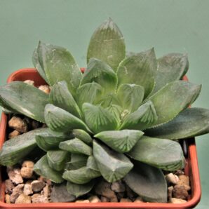 haworthia-obtusa-variegata-komomo-1
