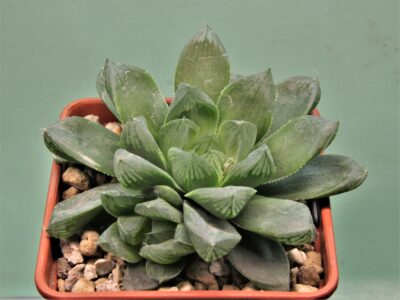 haworthia-obtusa-variegata-komomo-1