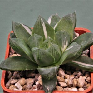 haworthia-obtusa-variegata-komomo-10